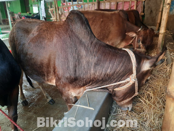 গরু